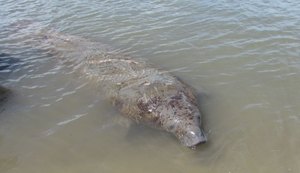 Projeto Peixe Boi Marinho completa 26 anos em Alagoas