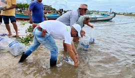 Peixamentos inserem espécies nativas no Rio São Francisco durante Festa de Bom Jesus em Alagoas