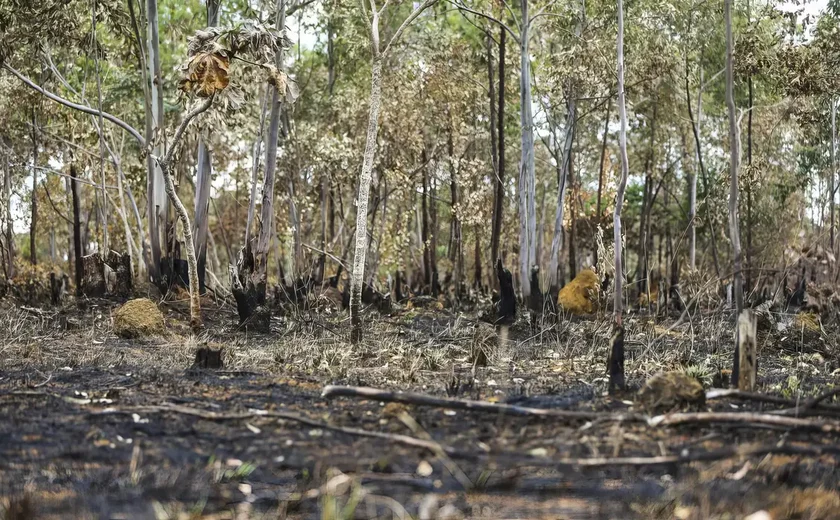 Ano de 2025 é quinto com maior área atingida por queimadas até agosto