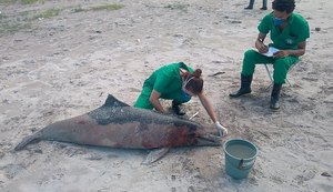 Golfinho encontrado morto em Paripueira pode ter relação com pesca