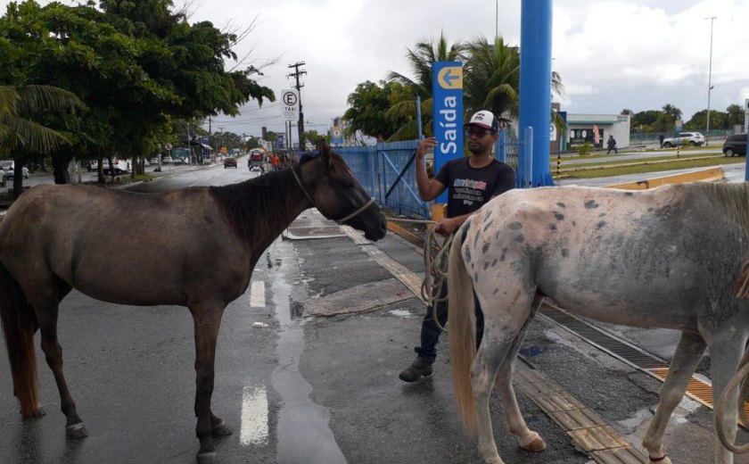 Saiba como solicitar à UVZ de Maceió a captura de animais em vias públicas