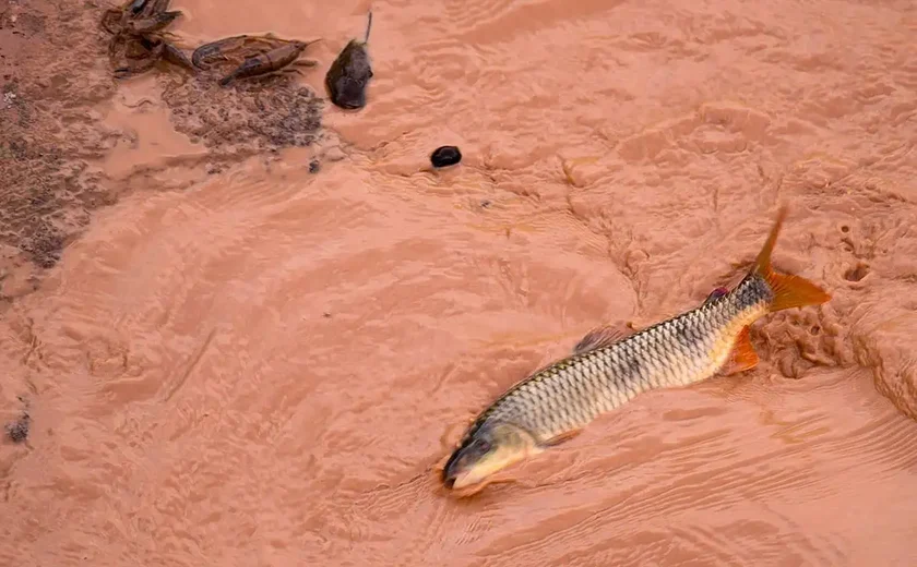 Samarco e Vale são multadas em mais de R$ 1,8 bilhão