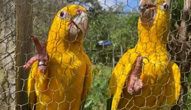 Captura e domesticação colocam animais silvestres em risco