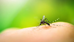 2023 soma mais de mil mortos por dengue no Brasil