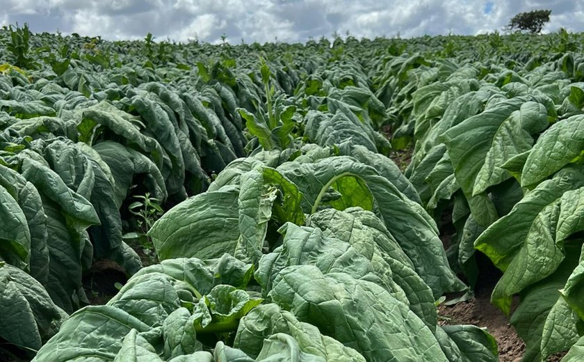 Defesa Agropecuária inicia trabalho de campo para manutenção de área livre do mofo azul do tabaco