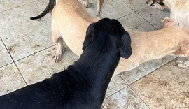 Mais de 100 casos de maus-tratos a animais em Maceió