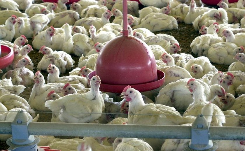Brasil pode retomar exportações de carne de frango em 28 dias