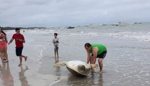 Mais uma tartaruga encontrada morta no litoral Norte