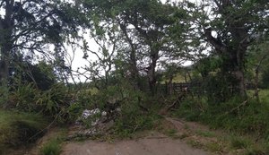 Árvore cai e deixa interditada estrada de povoado que dá acesso a Paulo Jacinto