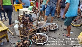 BPA apreende aves silvestres em Junqueiro e flagra comércio ilegal de caranguejos em Maceió