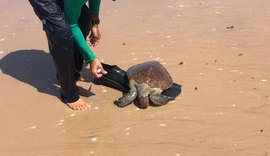 Duas tartarugas marinhas encalham em rede de pesca e uma morre