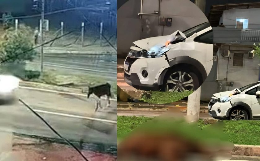 Cavalo é atropelado por carro em alta velocidade na Josepha de Mello