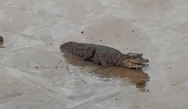Vídeo: populares registram jacaré passeando na areia da Praia de Riacho Doce