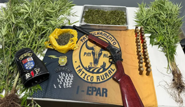 Polícia flagra plantação de maconha e prende suspeito em Palmeira dos Índios