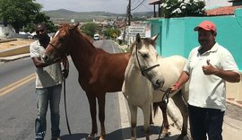 Em dois meses, “Disque Jegue” recolhe 180 animais nas rodovias no Sertão de AL