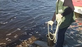 IMA já investiga morte de peixes no Rio Santo Antônio