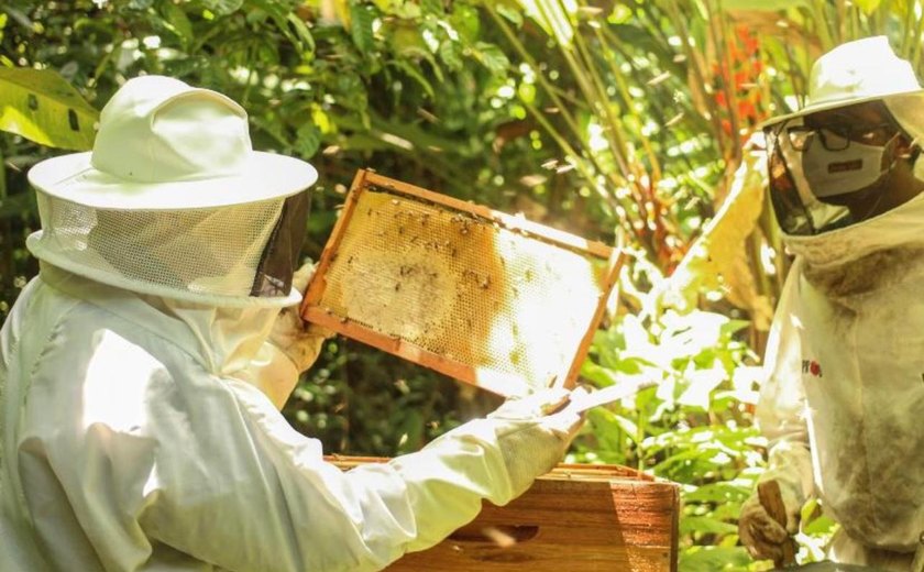 Empresa Fernão Velho reabre visitas com experiência única sobre abelhas nativas em área de proteção ambiental