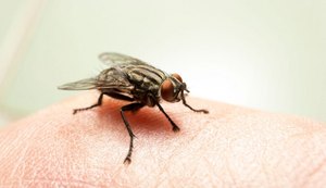 Virose da mosca: saiba como identificar e prevenir a doença