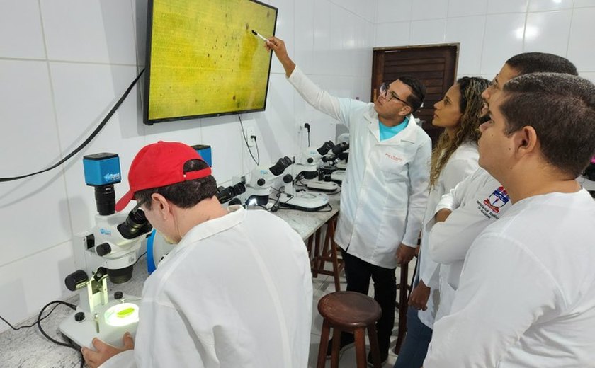 Estudo pioneiro em Alagoas busca controle biológico do ácaro vermelho das palmeiras