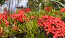 O que é o equinócio de primavera e por que ele marca uma mudança nos nossos dias até o fim do ano?