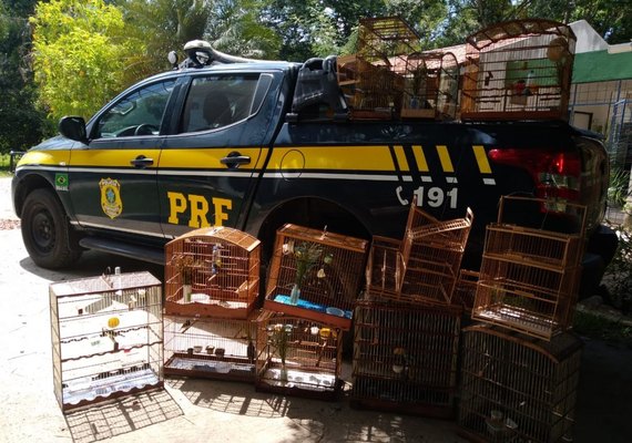 Agentes da PRF prendem 9 pessoas por crime ambiental, uso de drogas e por dirigir sem CNH