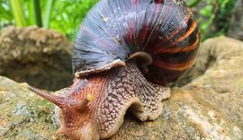 Praias da Rota Ecológica estão infestadas de caracol africano