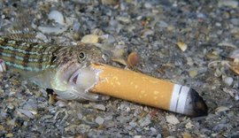Imagem de peixe 'comendo' cigarro no fundo do mar choca e alerta para lixo nos oceanos