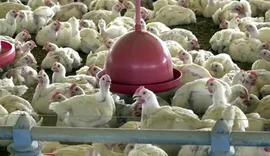 Mortes de gansos e patos em zoológico no RS foram por gripe aviária