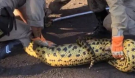 Cobra Sucuri de 4 m é captura após devorar cachorro dentro de uma empresa