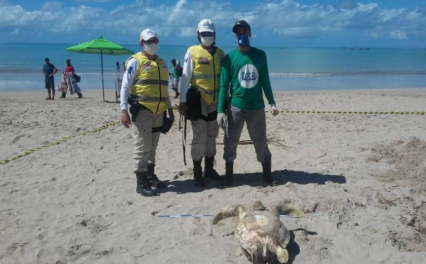 Agentes do Ronda no Bairro encontram duas tartarugas marinhas mortas na Pajuçara