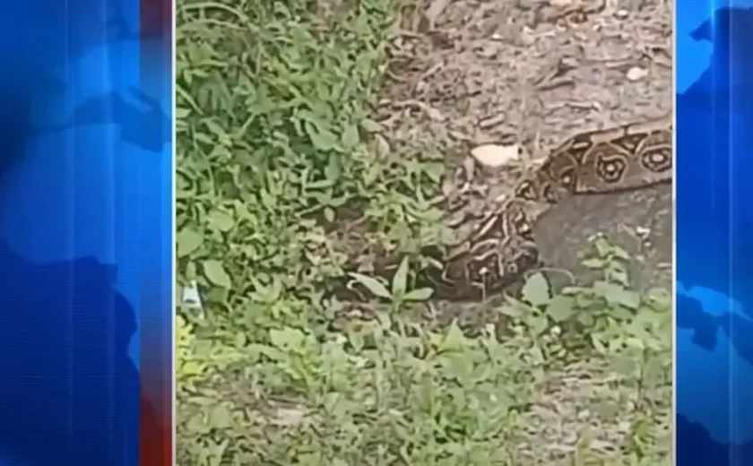 Cobra jiboia chama a atenção de frequentadores do Bosque das Arapiracas