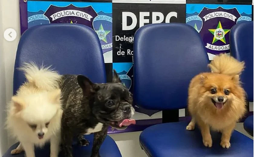 Cães de raça roubados de influenciadora são recuperados e suspeito é indiciado
