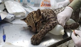 Fiscalização resgata uma jaguatirica, o maior felino encontrado em Alagoas