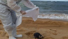 Pinguim é resgatado com vida na Praia do Gunga neste sábado (26)