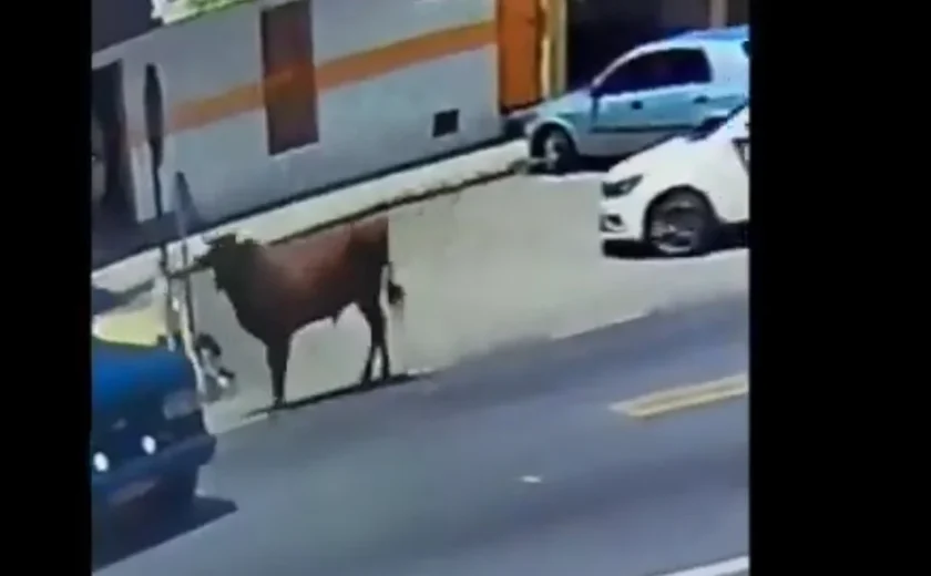 Mulher é atacada por boi em Satuba e fica com ferimentos na cabeça e braços
