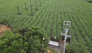 Pesquisa vai avaliar sistema agrofotovoltaico em plantação de cana-de-açúcar