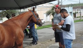 Animais de cidades afetadas pelas chuvas são atendidos pela equipe do Grupequi da Ufal