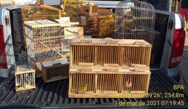 Batalhão Ambiental apreende 145 pássaros silvestres em feira livre de Arapiraca