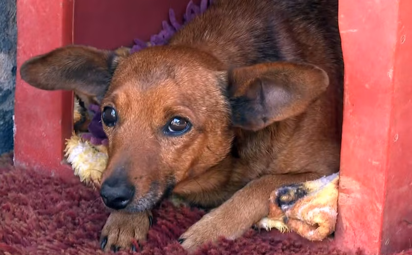 'Ele demonstrou o verdadeiro amor': cãozinho caminha 12 km para se despedir do tutor em velório em MG