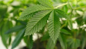 Anvisa fará consultas públicas sobre regulamentar Cannabis medicinal