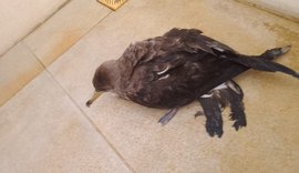 Biota solicita que população não toque e nem leve para casa aves-marinhas encontadas encalhadas