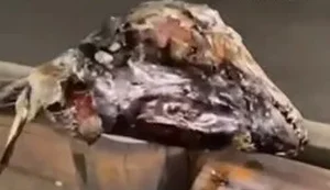 Cena inusitada: cabeças de peixe são deixadas espalhadas em ciclovia na Avenida Fernandes Lima
