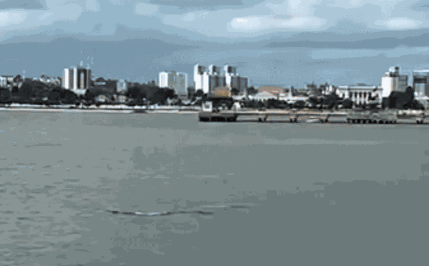 Espetáculo: golfinhos são flagrados no Porto de Maceió e encantam moradores