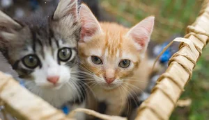 14º Fórum Regional de Desenvolvimento terá feira de adoção de animais