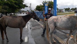 Saiba como solicitar à UVZ de Maceió a captura de animais em vias públicas