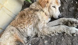 Cachorro da raça Golden Retriever é encontrado em frente à Sedics, no Jaraguá
