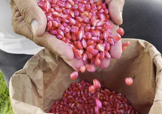 Governo planeja distribuir mais de mil toneladas de sementes para plantio em 2024