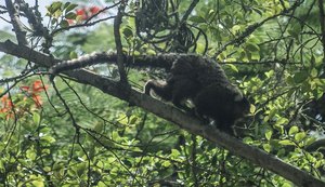 Descoberta de vírus da zika em macaco sugere ciclo silvestre da doença