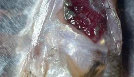 Análises indicam que peixes morreram por intoxicação