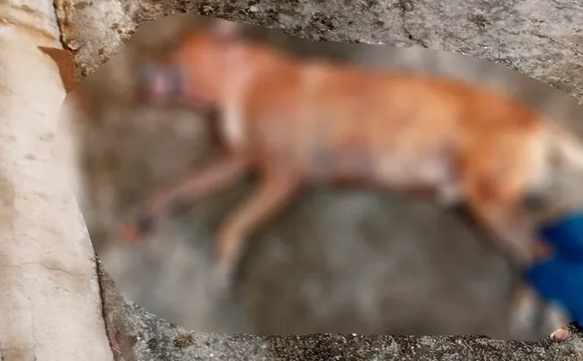 Pitbulls escapam de casa e matam cachorro de rua em Maceió
